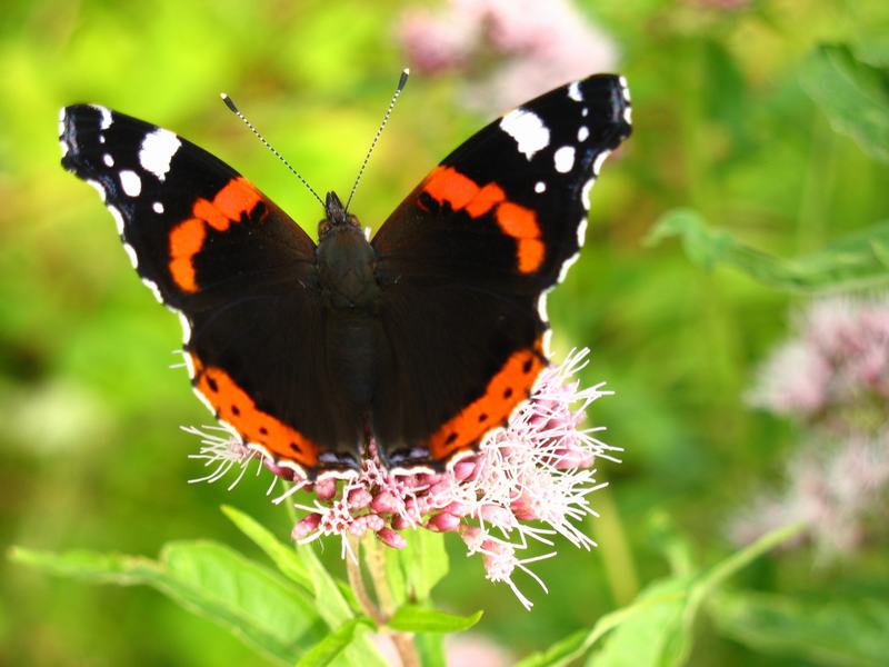 Wczytywanie Obrazu...