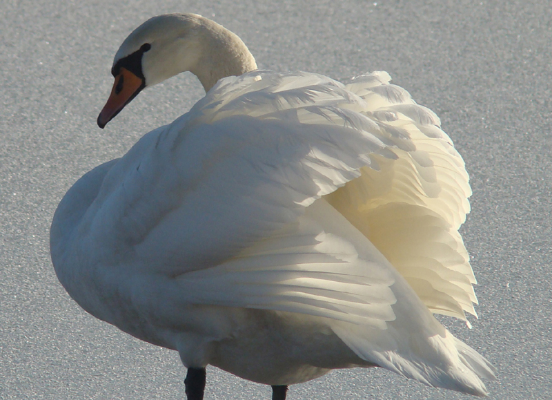 Wczytywanie Obrazu...