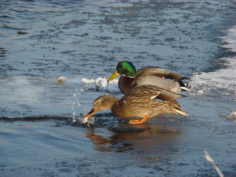 Wczytywanie Obrazu...