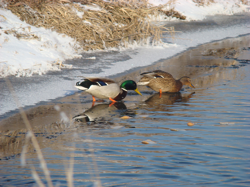 Wczytywanie Obrazu...