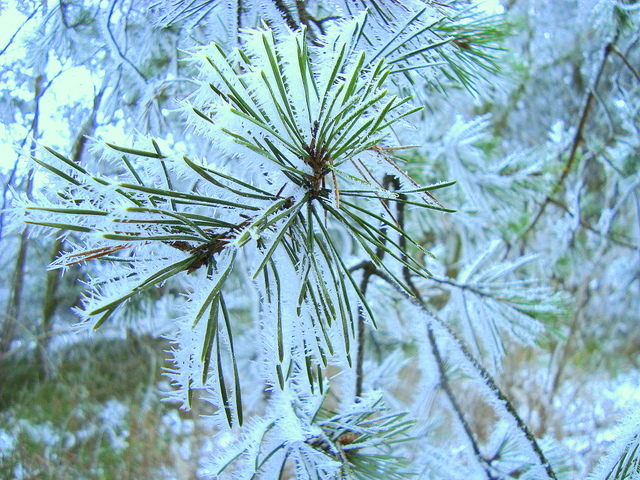 Wczytywanie Obrazu...