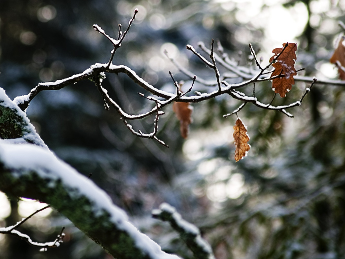 Wczytywanie Obrazu...