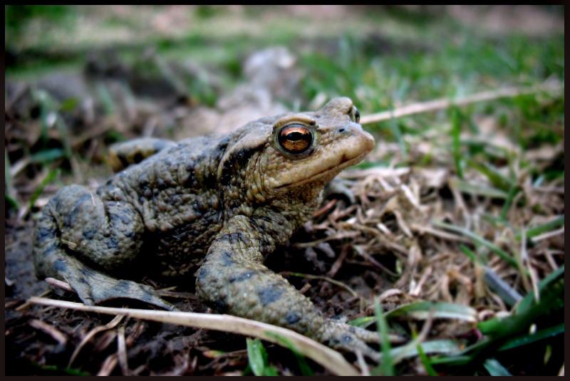 Wczytywanie Obrazu...