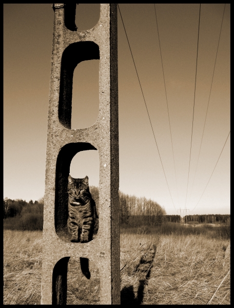 Wczytywanie Obrazu...