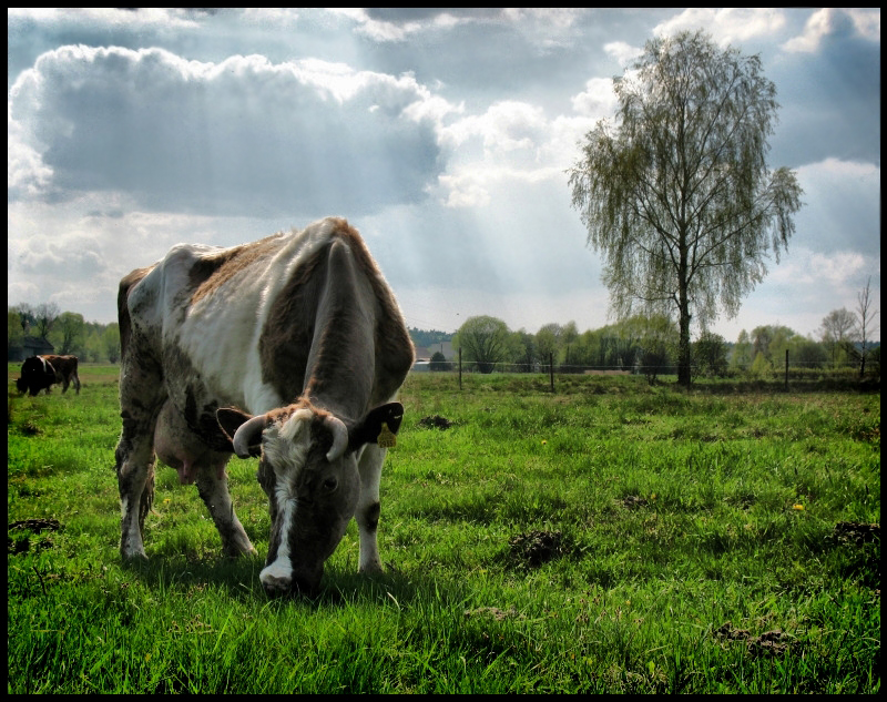 Wczytywanie Obrazu...