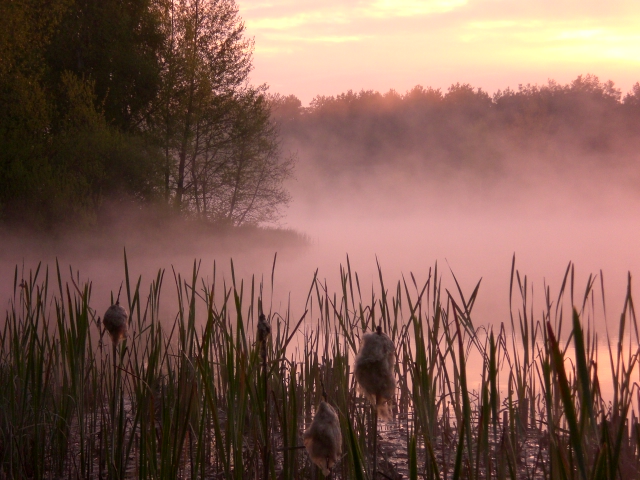Wczytywanie Obrazu...