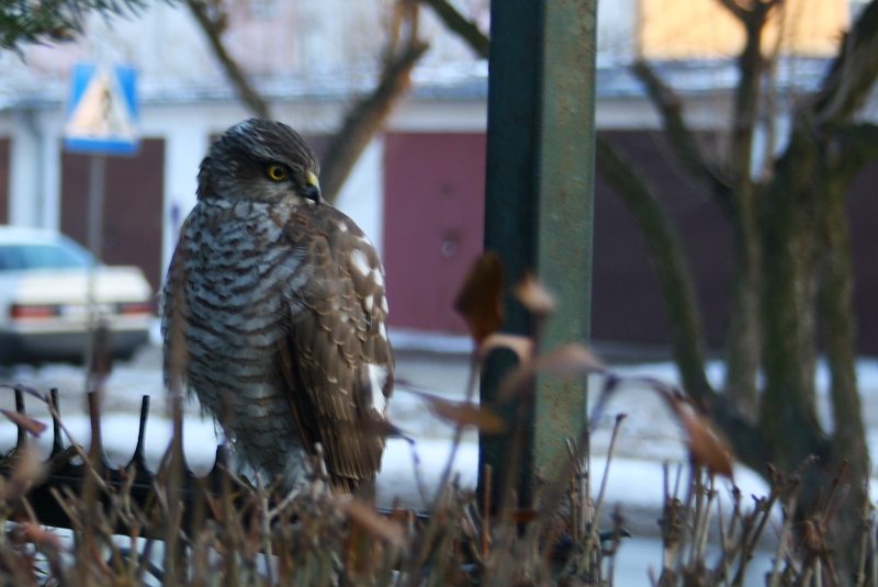 Wczytywanie Obrazu...