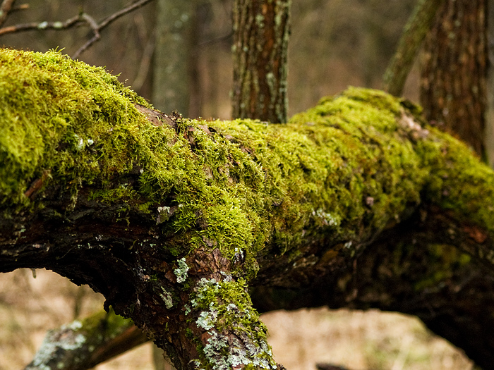 Wczytywanie Obrazu...