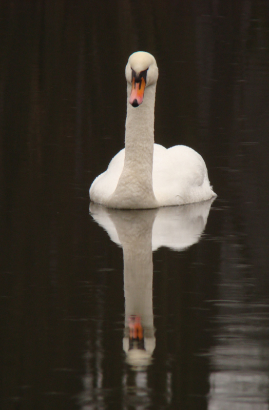 Wczytywanie Obrazu...