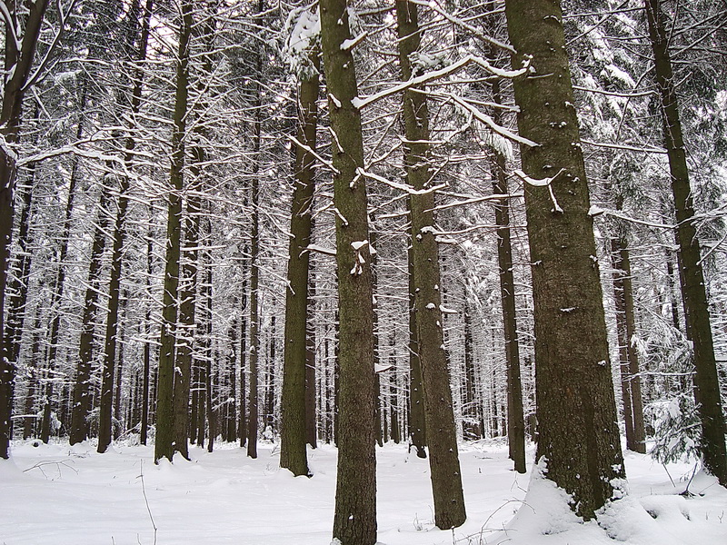 Wczytywanie Obrazu...