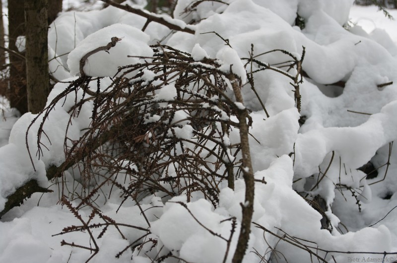 Wczytywanie Obrazu...