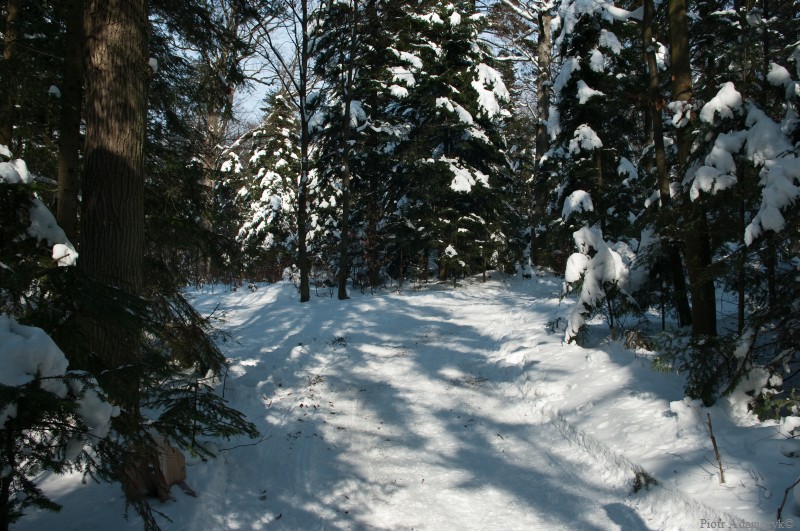 Wczytywanie Obrazu...