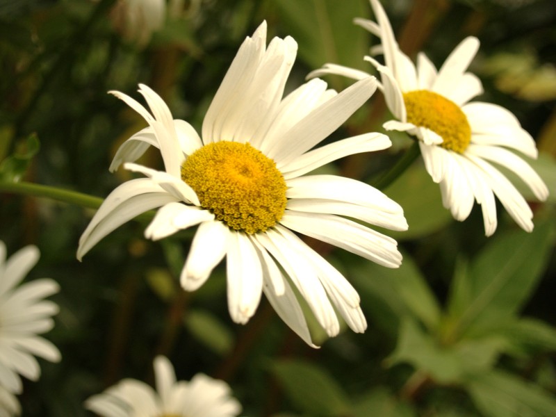 Wczytywanie Obrazu...