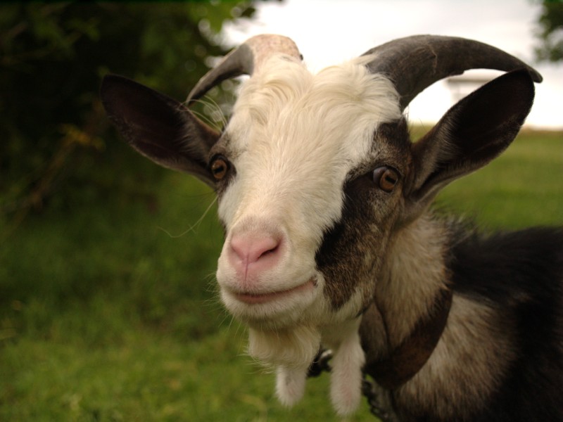 Wczytywanie Obrazu...