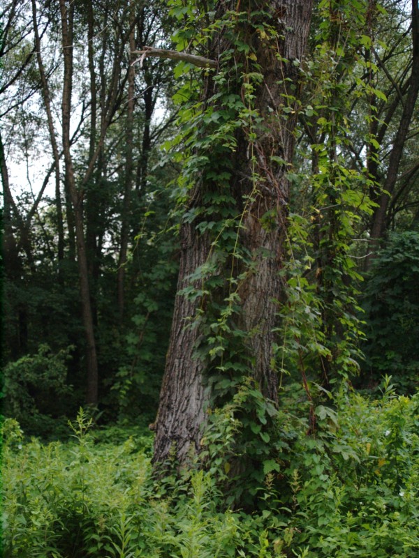 Wczytywanie Obrazu...