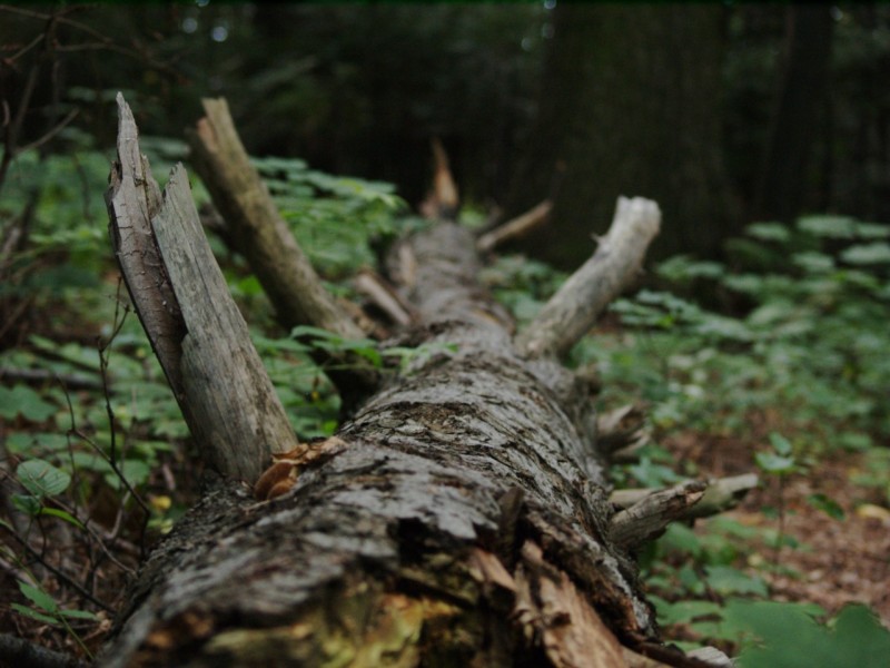 Wczytywanie Obrazu...