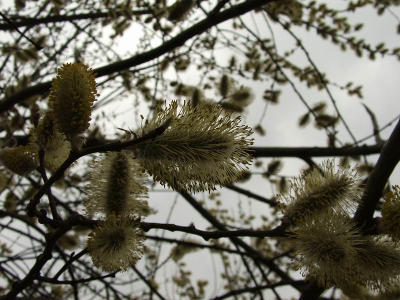 Wczytywanie Obrazu...