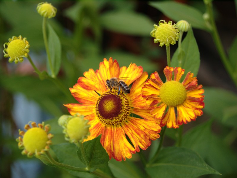 Wczytywanie Obrazu...