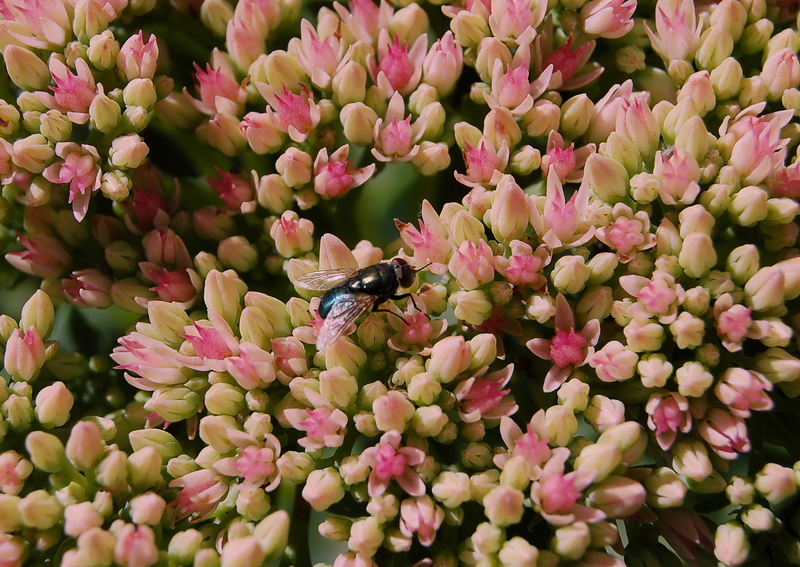 Wczytywanie Obrazu...