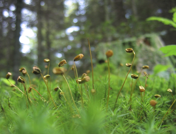 Wczytywanie Obrazu...