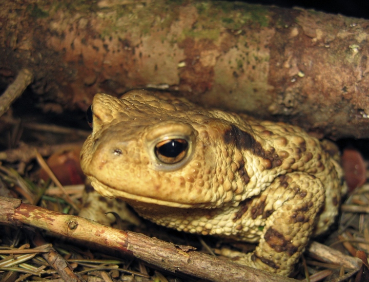 Wczytywanie Obrazu...