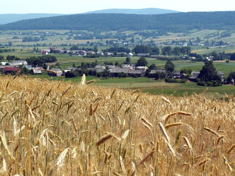 Wczytywanie Obrazu...