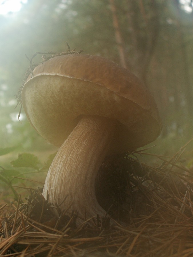 Wczytywanie Obrazu...