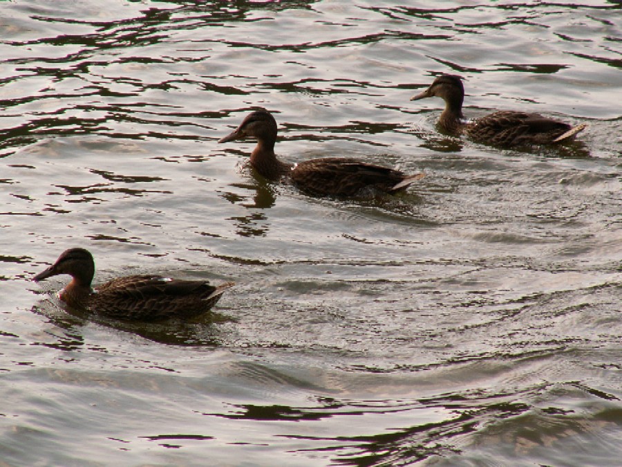 Wczytywanie Obrazu...