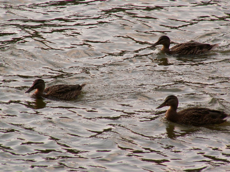 Wczytywanie Obrazu...