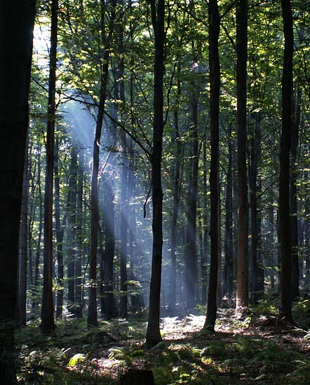 Wczytywanie Obrazu...