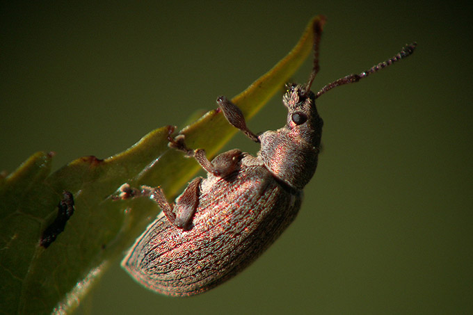 Wczytywanie Obrazu...