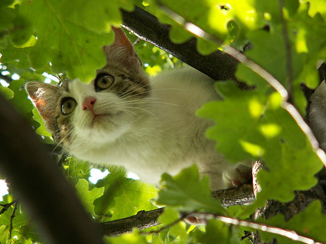 Wczytywanie Obrazu...