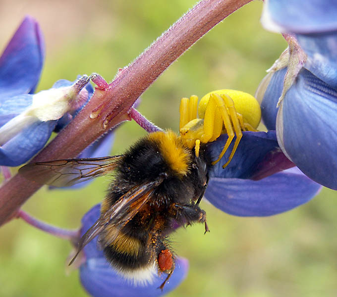 Wczytywanie Obrazu...