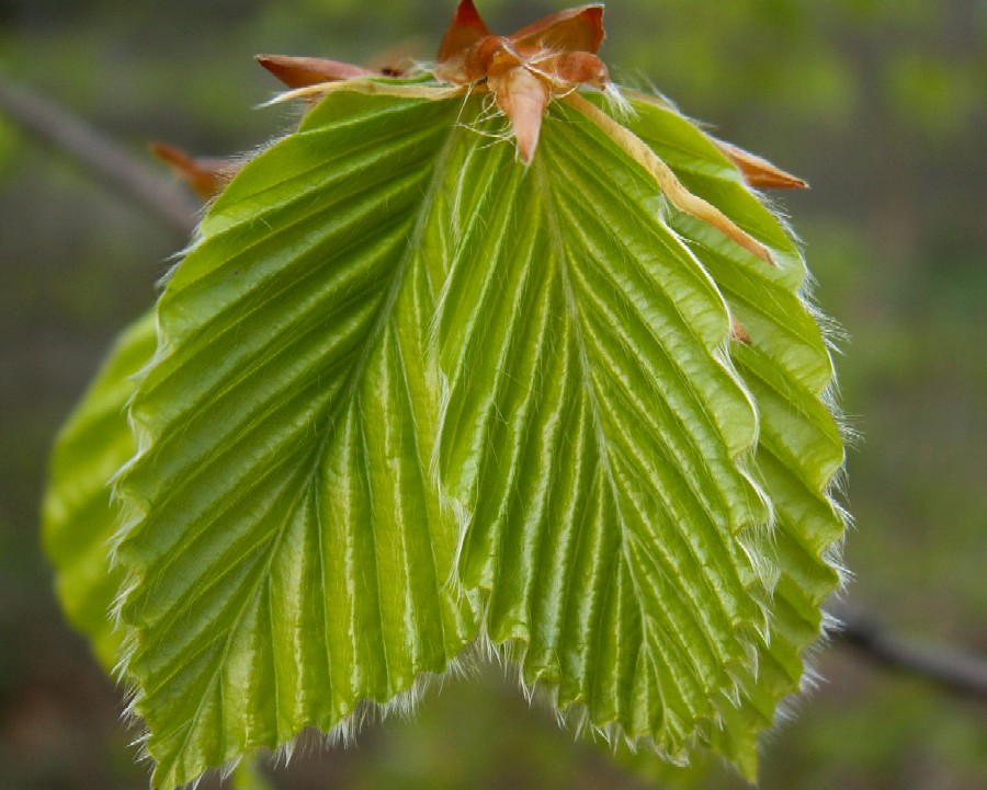 Wczytywanie Obrazu...