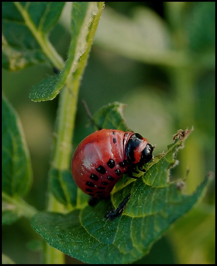 Wczytywanie Obrazu...