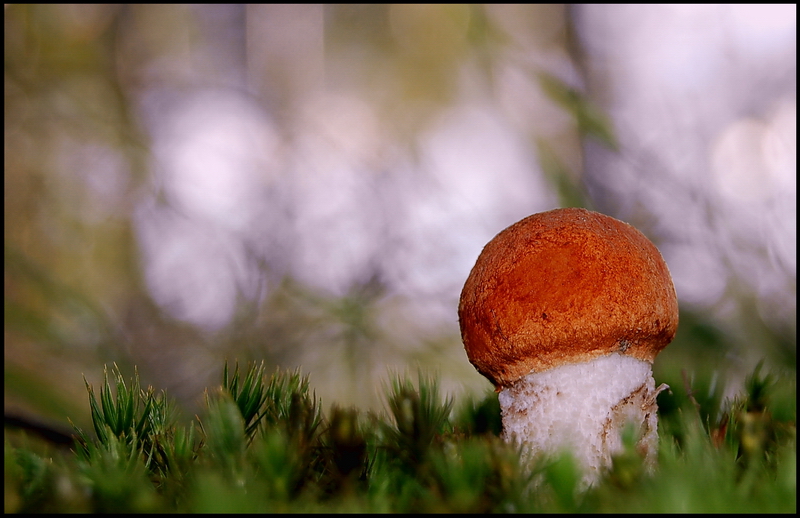 Wczytywanie Obrazu...