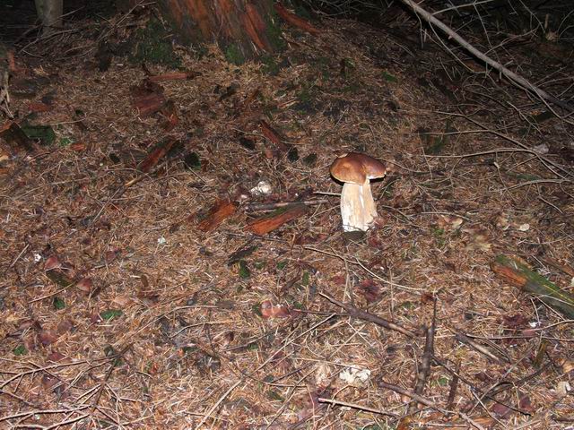 Wczytywanie Obrazu...