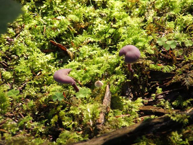 Wczytywanie Obrazu...