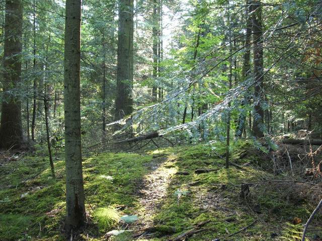 Wczytywanie Obrazu...