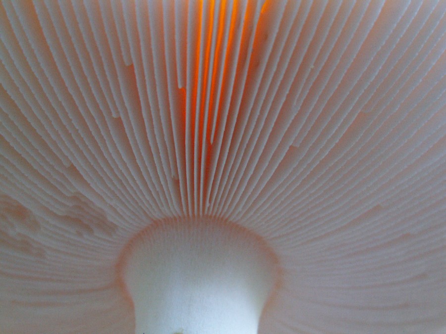 Wczytywanie Obrazu...