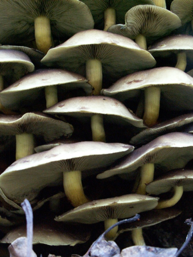 Wczytywanie Obrazu...