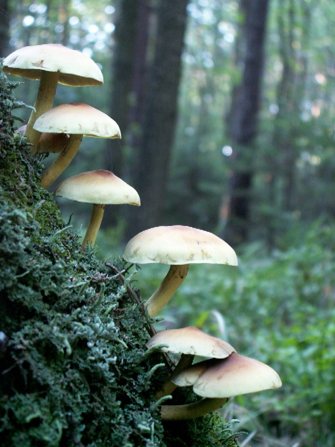 Wczytywanie Obrazu...