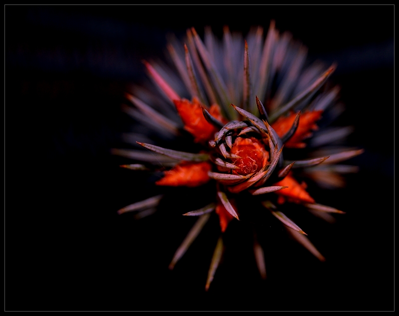 Wczytywanie Obrazu...