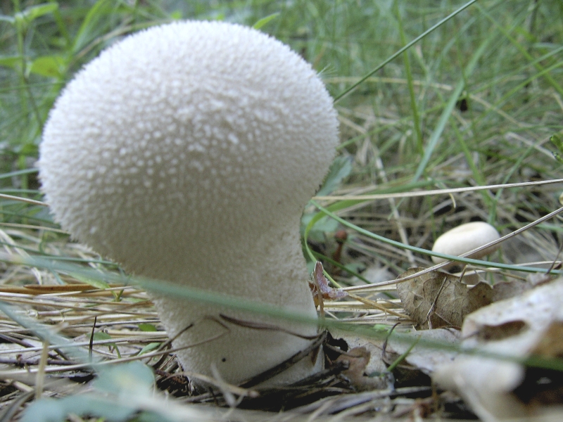 Wczytywanie Obrazu...