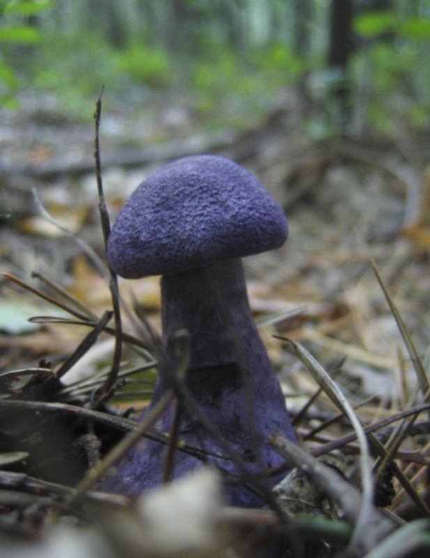 Wczytywanie Obrazu...