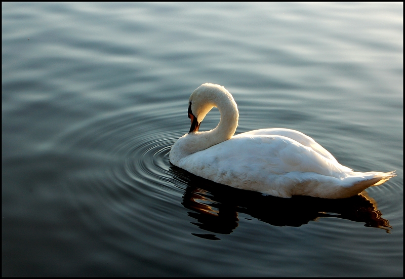 Wczytywanie Obrazu...