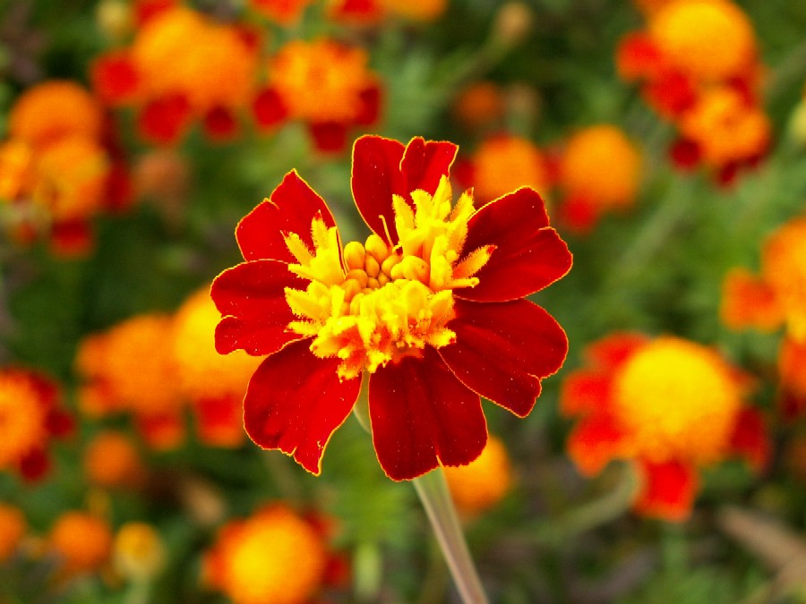 Wczytywanie Obrazu...