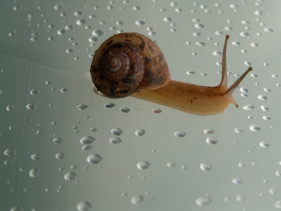 Wczytywanie Obrazu...