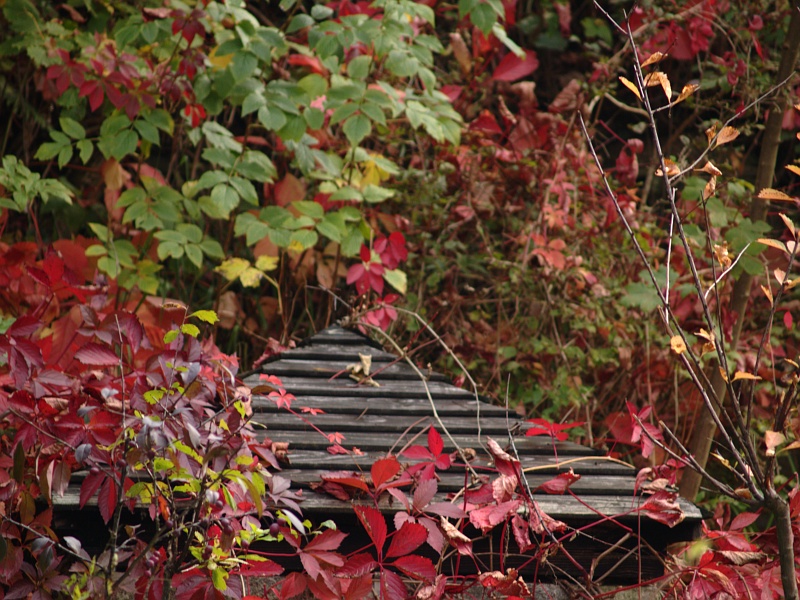 Wczytywanie Obrazu...