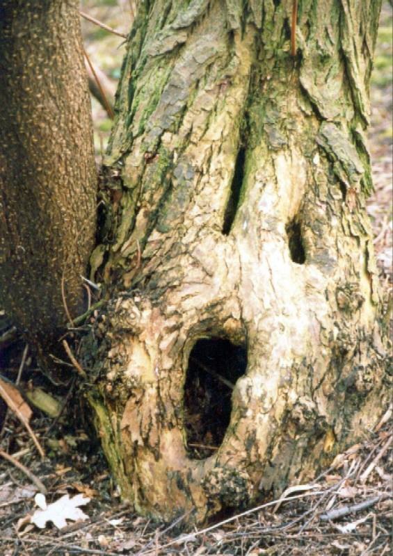 Wczytywanie Obrazu...